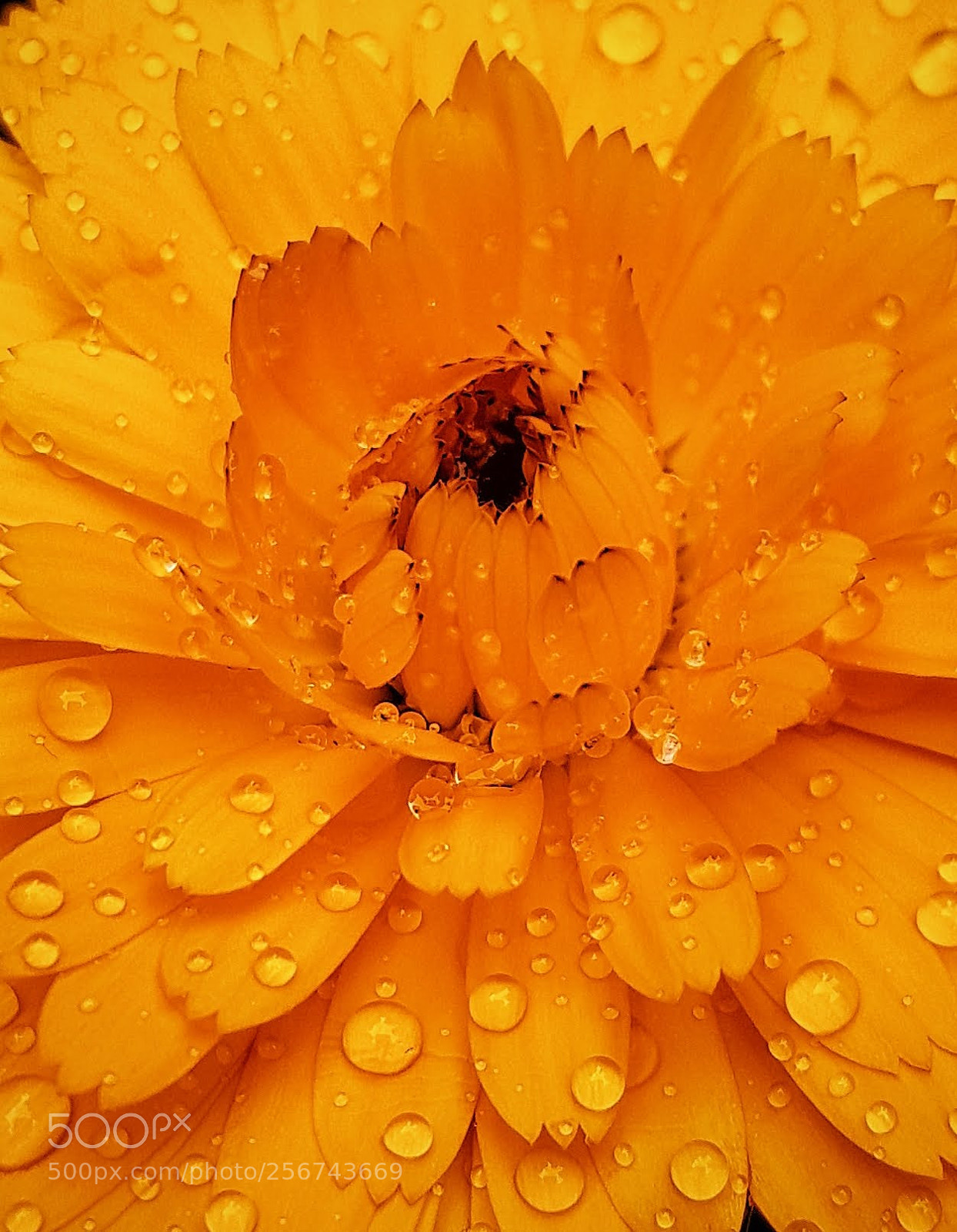 Samsung Galaxy S7 sample photo. Calendula photography
