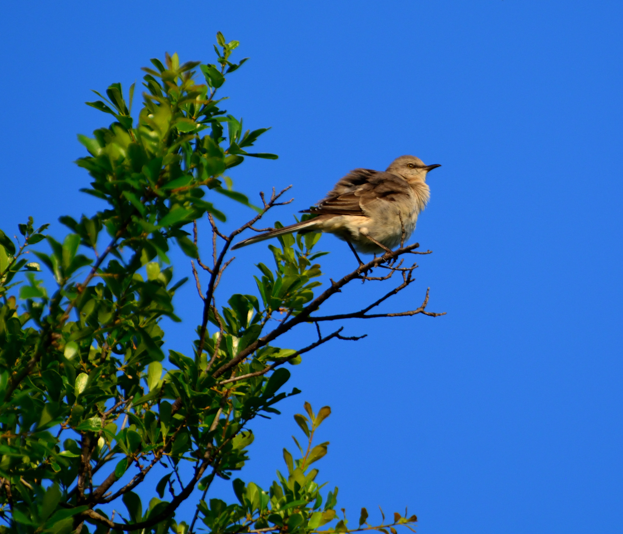 Nikon D5200 sample photo. Blue sky mockingbird photography