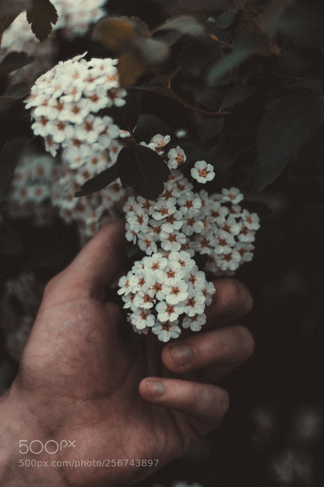 Canon EOS 77D (EOS 9000D / EOS 770D) sample photo. Cute flowers photography