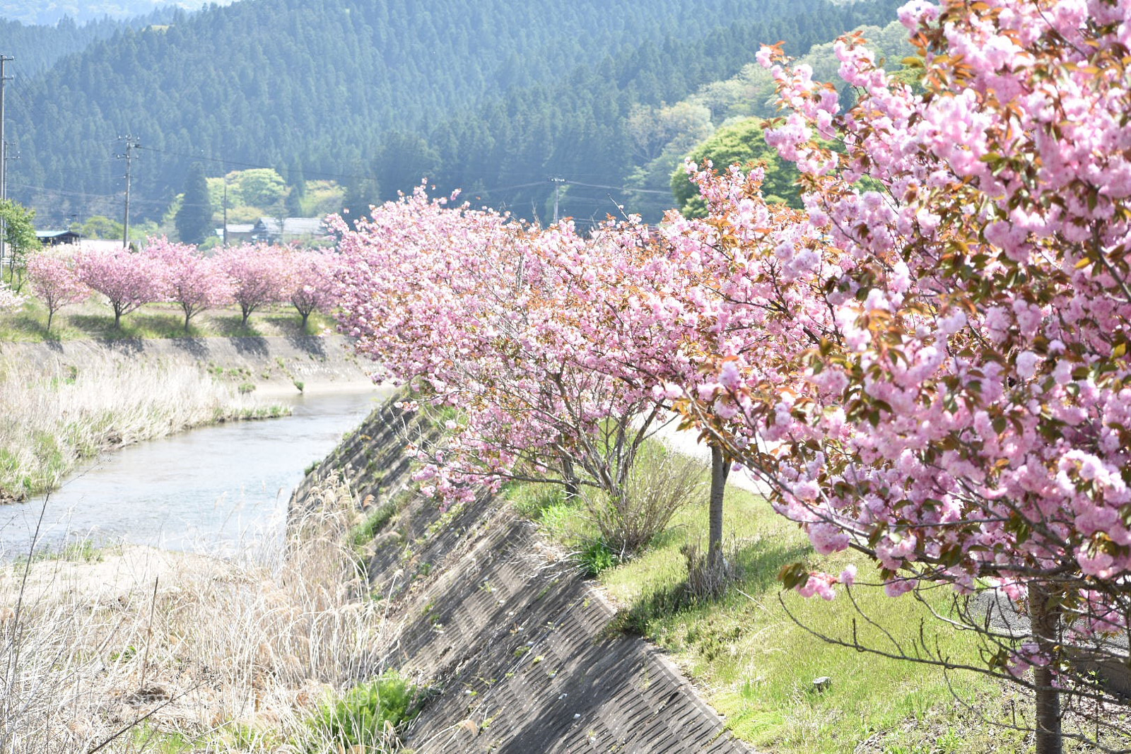 Nikon D3400 sample photo. Still blooming  photography