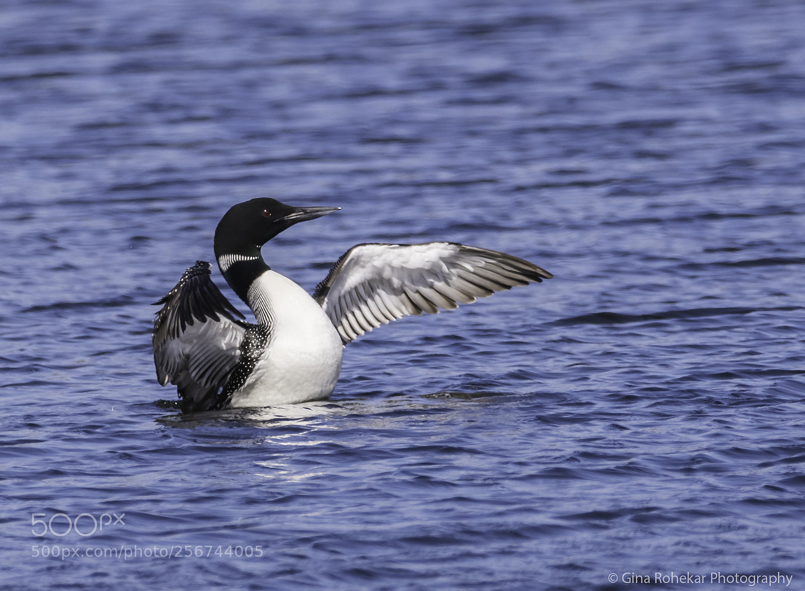 Nikon D850 sample photo. Loon flap photography