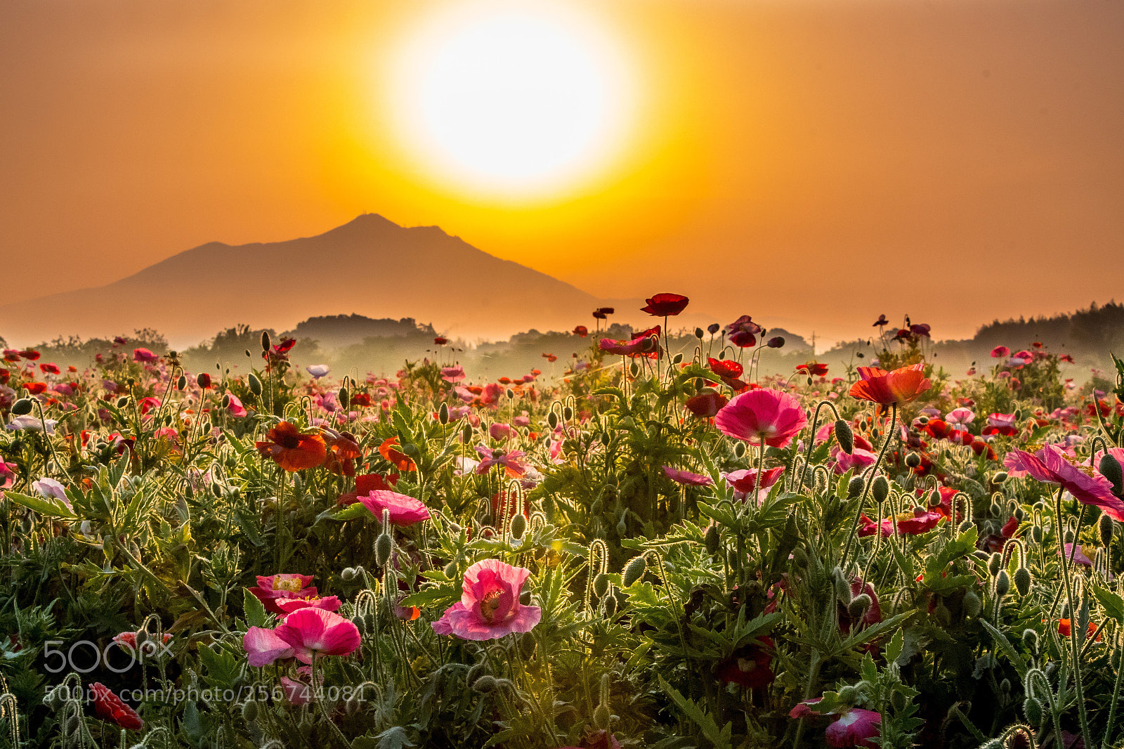 Nikon D500 sample photo. Sunrise and flower garden photography