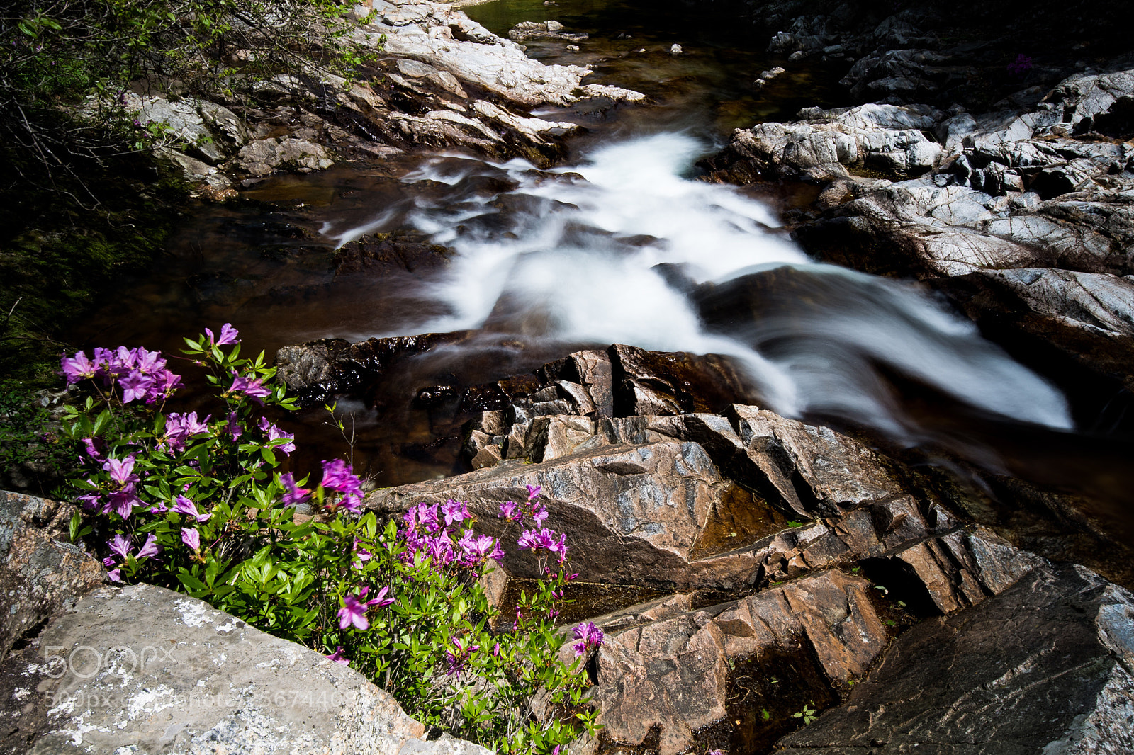 Nikon D5 sample photo. Azalea photography