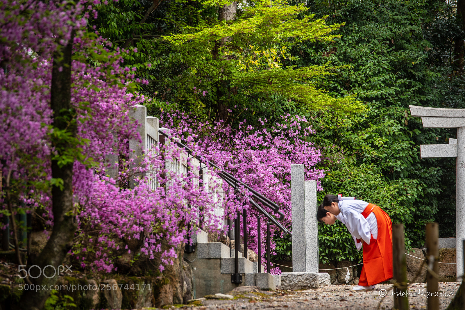 Pentax K-70 sample photo. Morning ritual photography