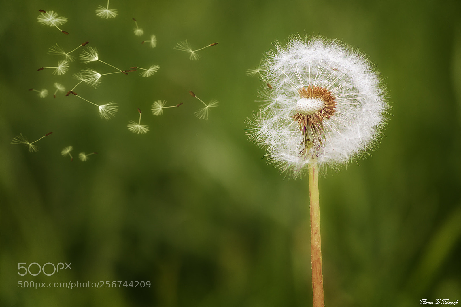 Canon EOS 750D (EOS Rebel T6i / EOS Kiss X8i) sample photo. Dandelion photography