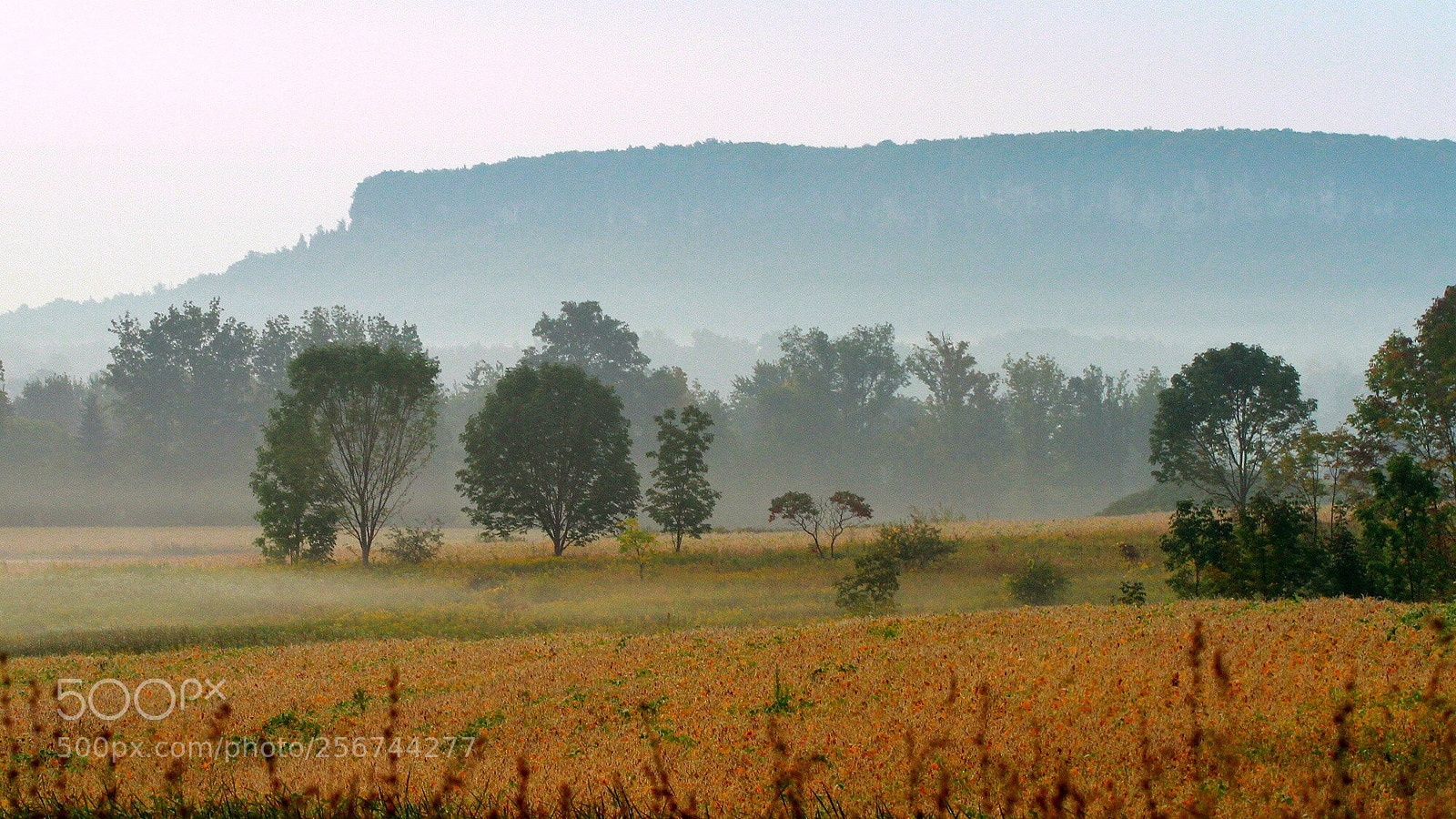 Canon EOS 7D sample photo. Foggy autumn morning  photography