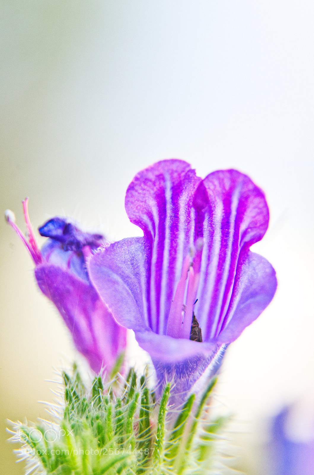 Nikon D7000 sample photo. Macro 2  photography