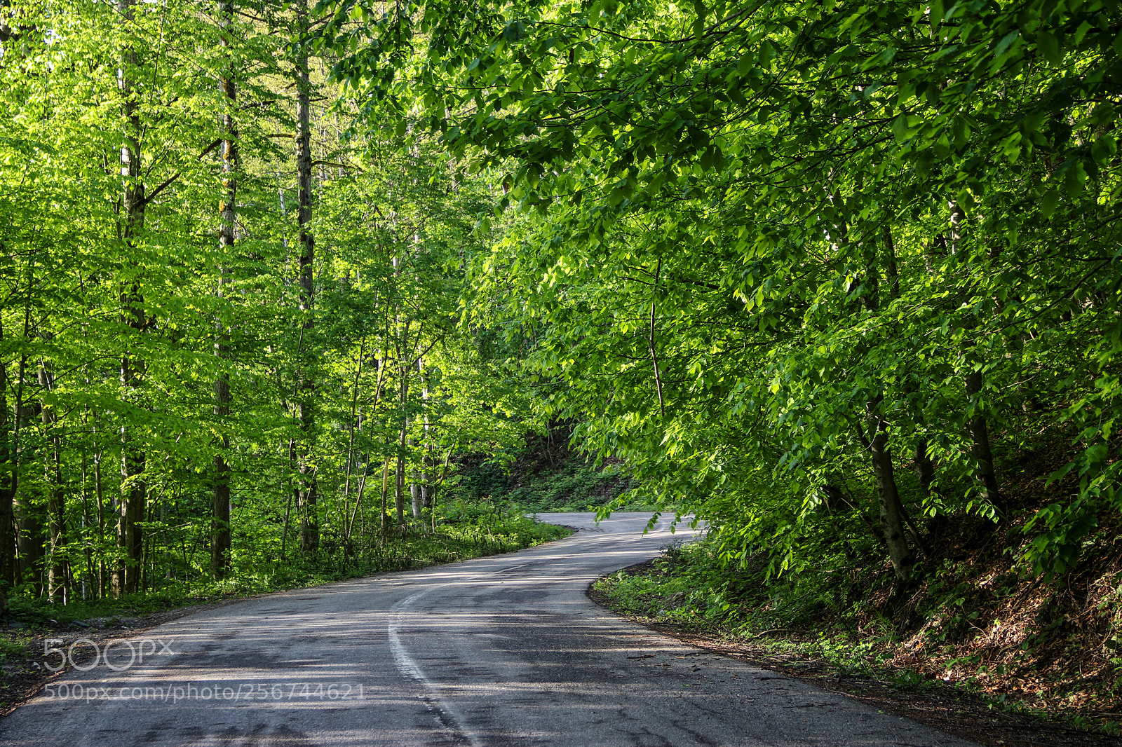 Canon EOS 80D sample photo. Green road photography