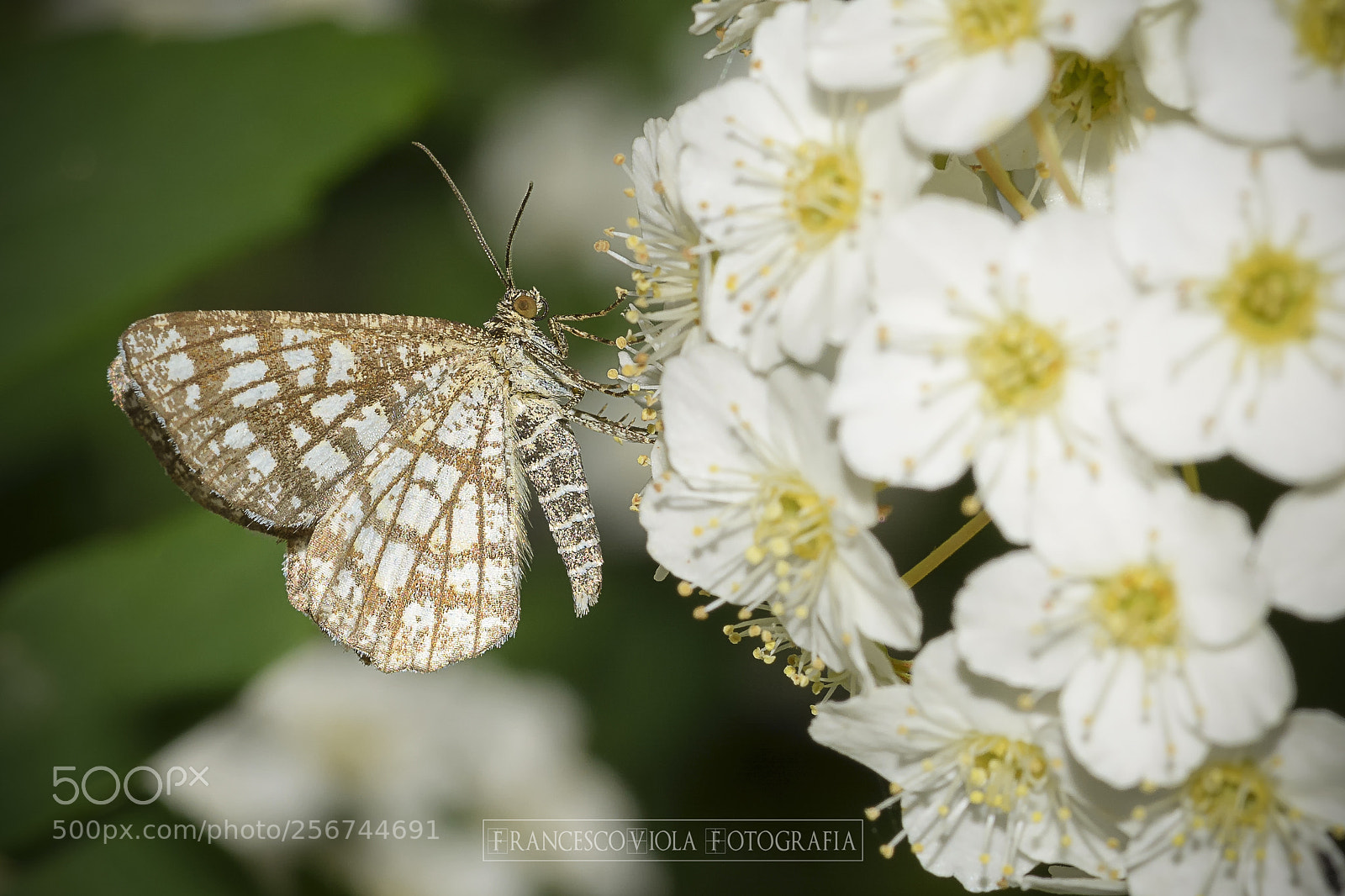 Nikon D7100 sample photo. Butterfly photography