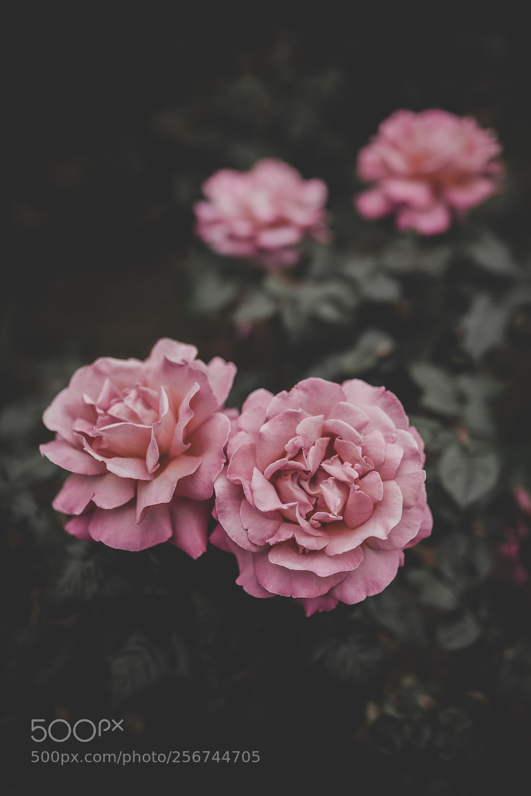 Nikon D810 sample photo. Springtime photography
