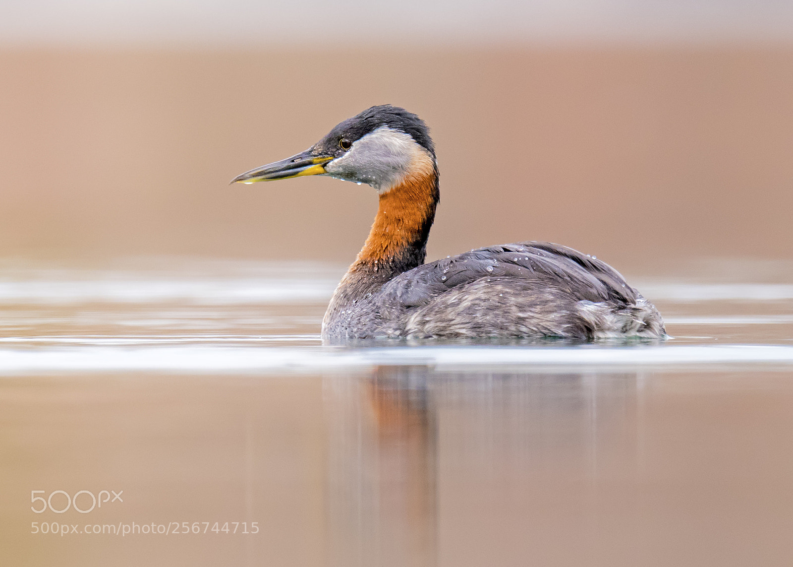 Nikon D850 sample photo. Red-necked grebe photography