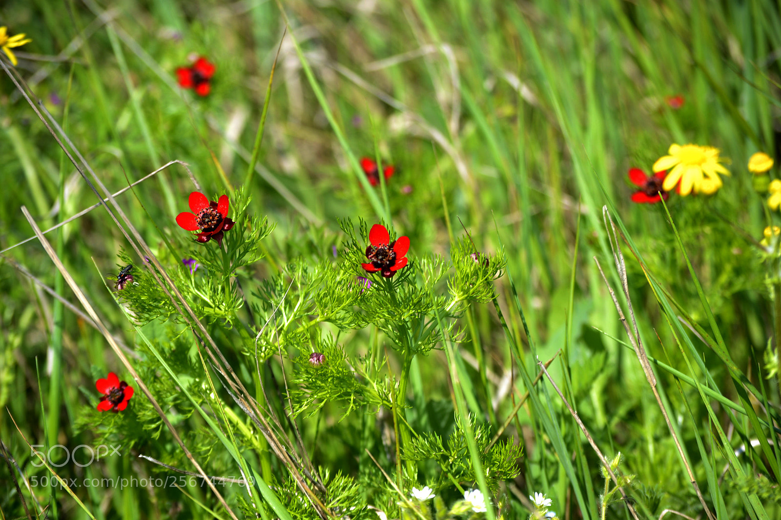 Nikon D3100 sample photo. Adonis flammea photography
