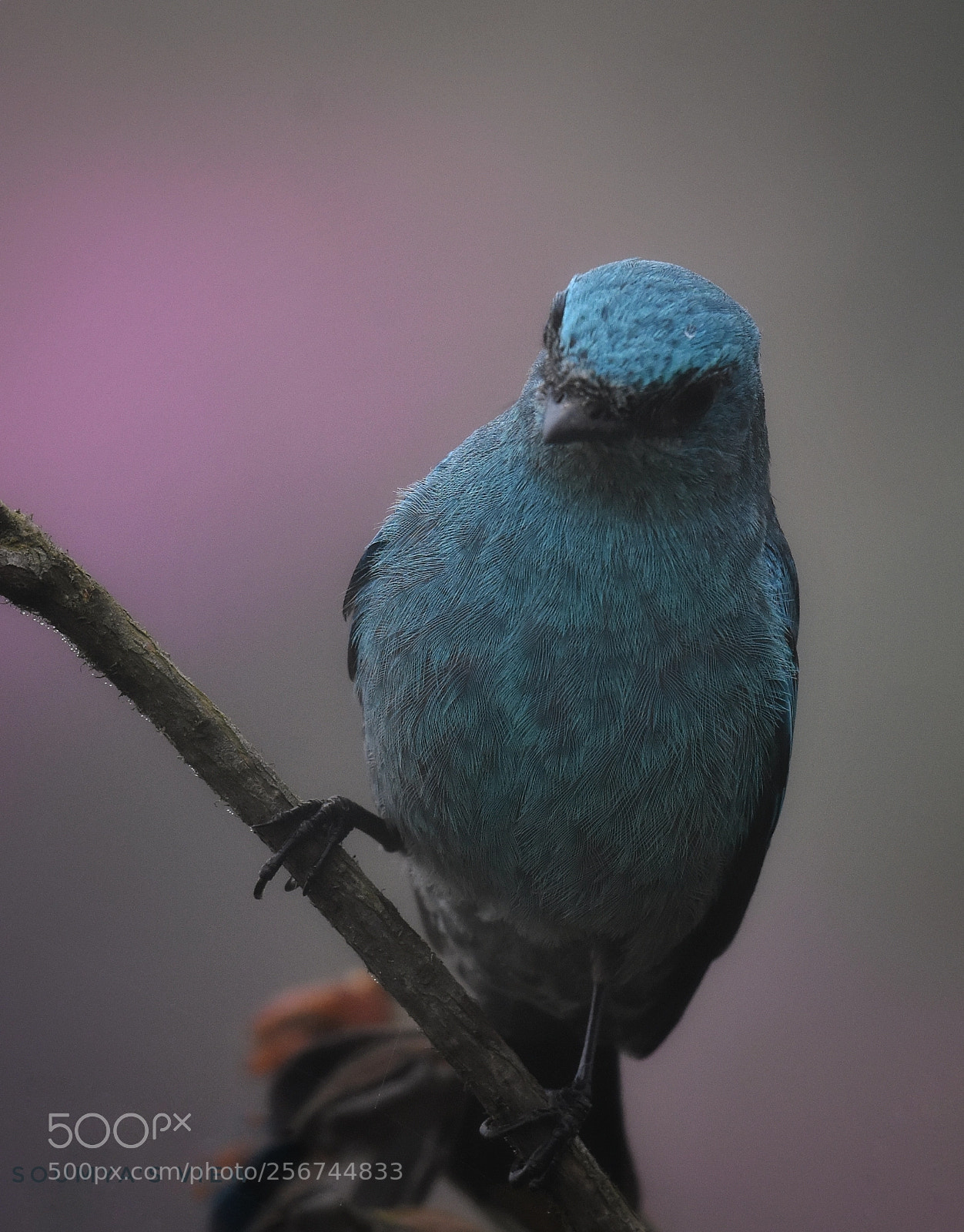 Nikon D7200 sample photo. The beauty of a photography