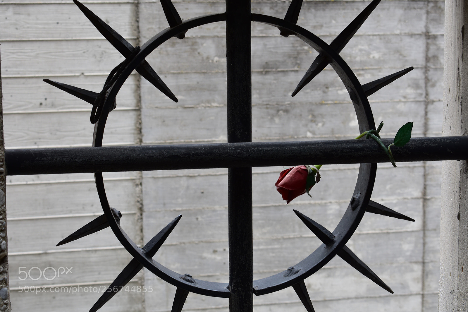 Nikon D3400 sample photo. Memory  photography