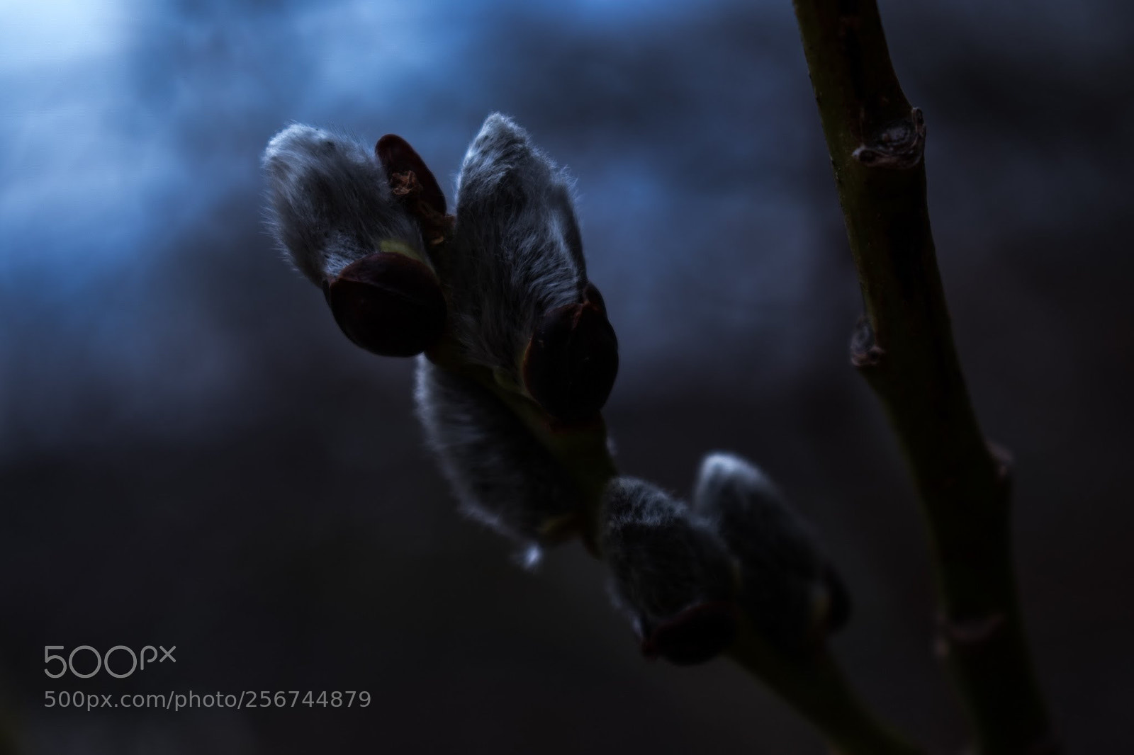 Nikon D3400 sample photo. Dark botanical photography