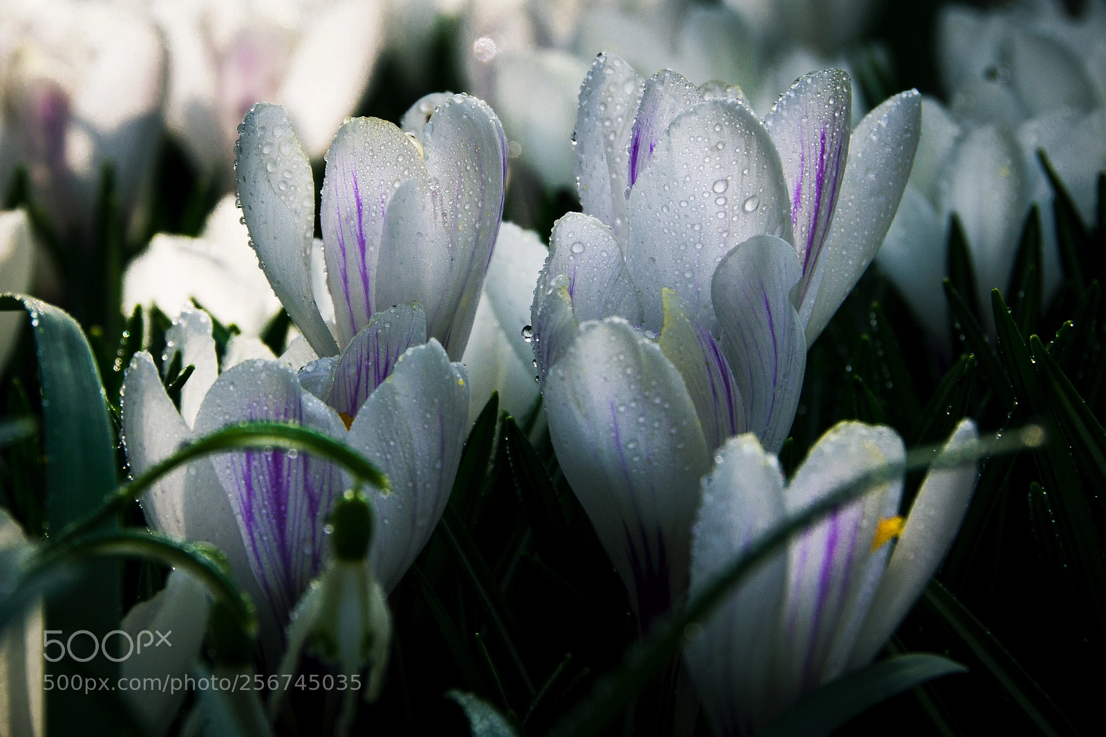 Pentax K-70 sample photo. Crocuses photography