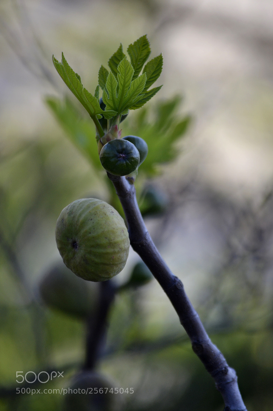 Nikon D3100 sample photo. Ficus carica photography