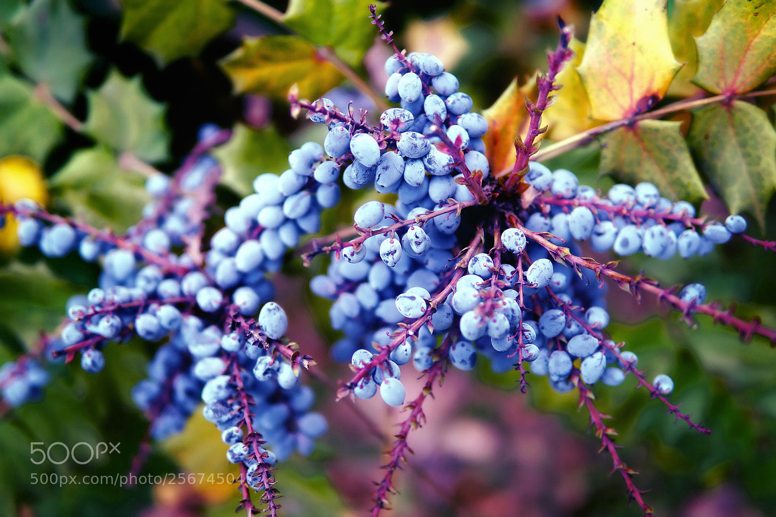 Sony a6000 sample photo. 俄勒冈葡萄 photography
