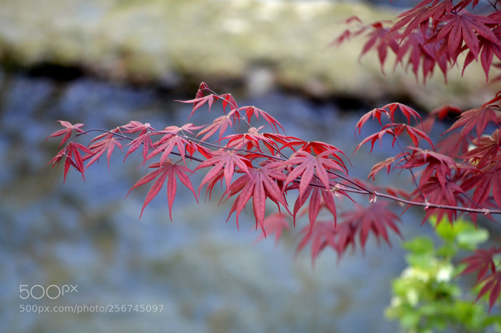 Nikon D3100 sample photo. Acer palmatum photography