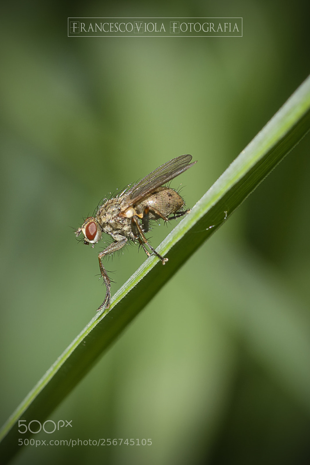Nikon D7100 sample photo. Fly photography