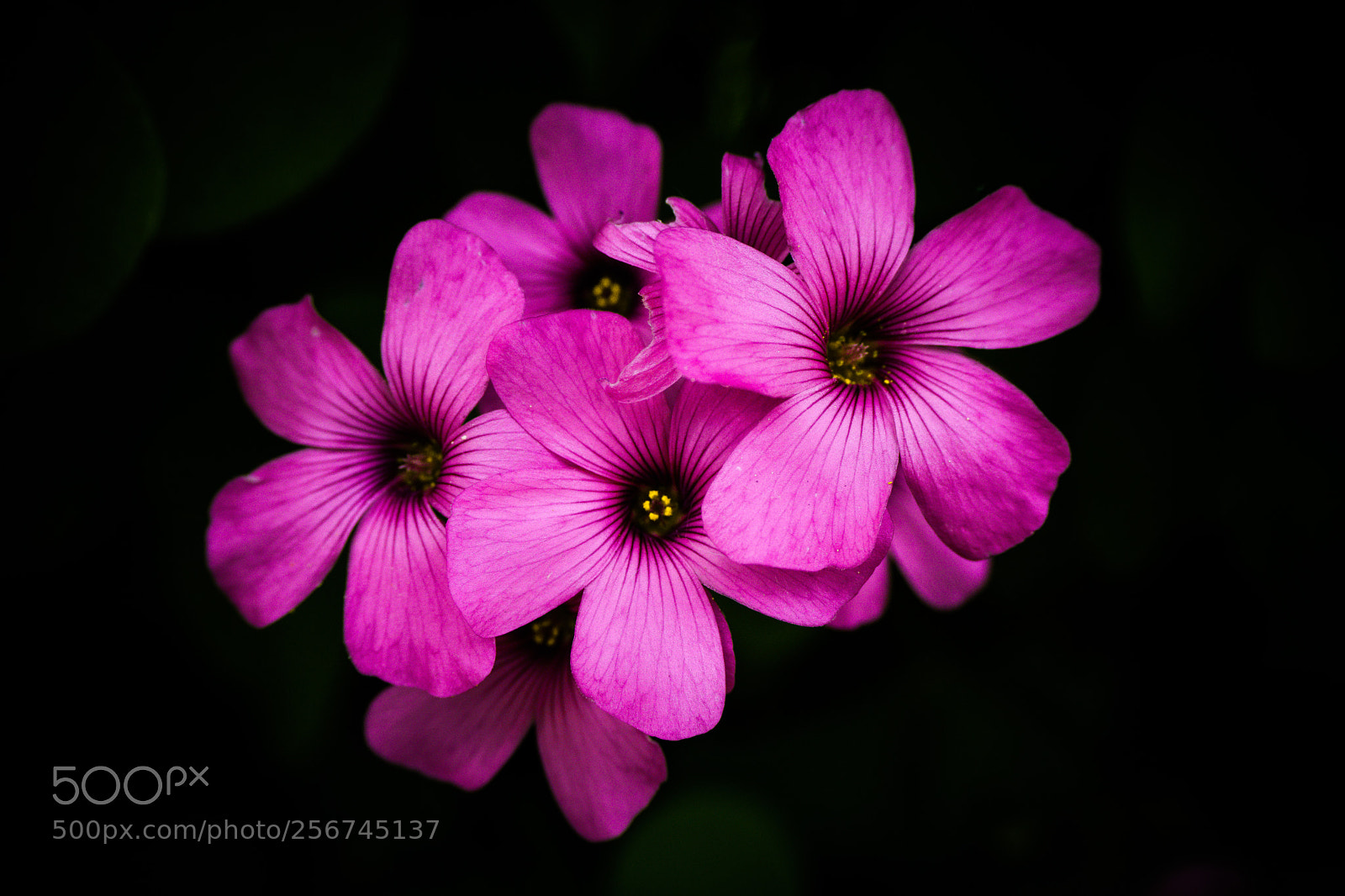 Sony a6000 sample photo. Hidden spring photography