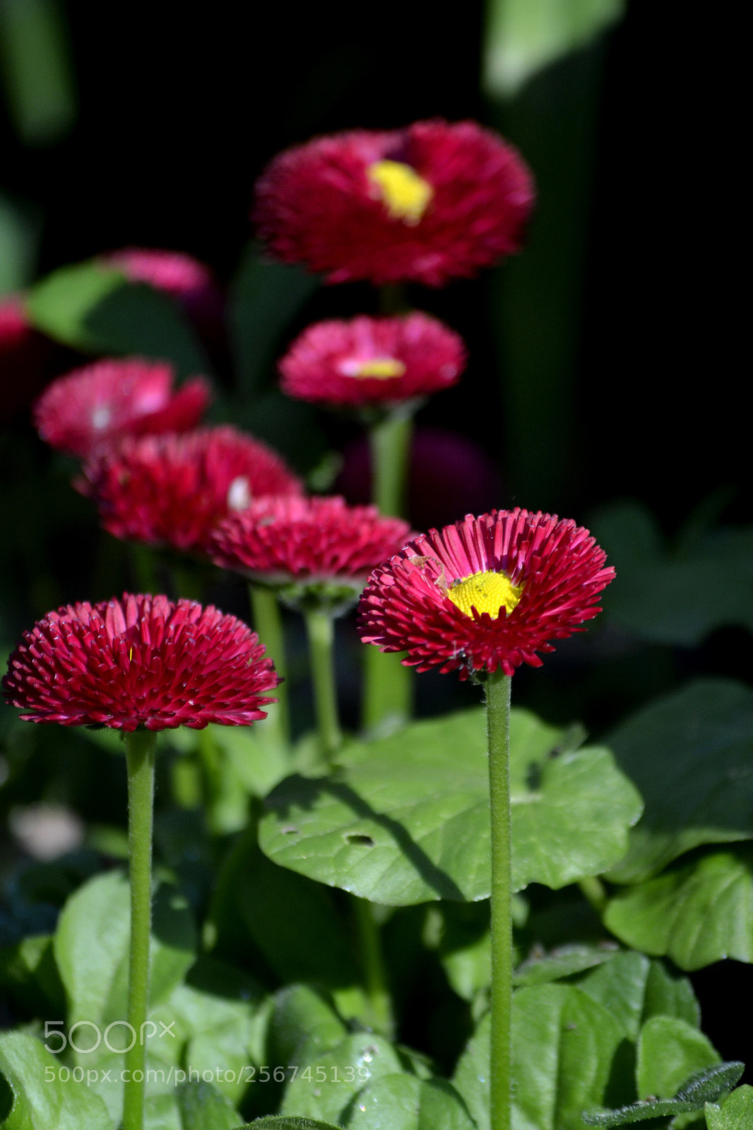 Nikon D3100 sample photo. Bellis perenis photography