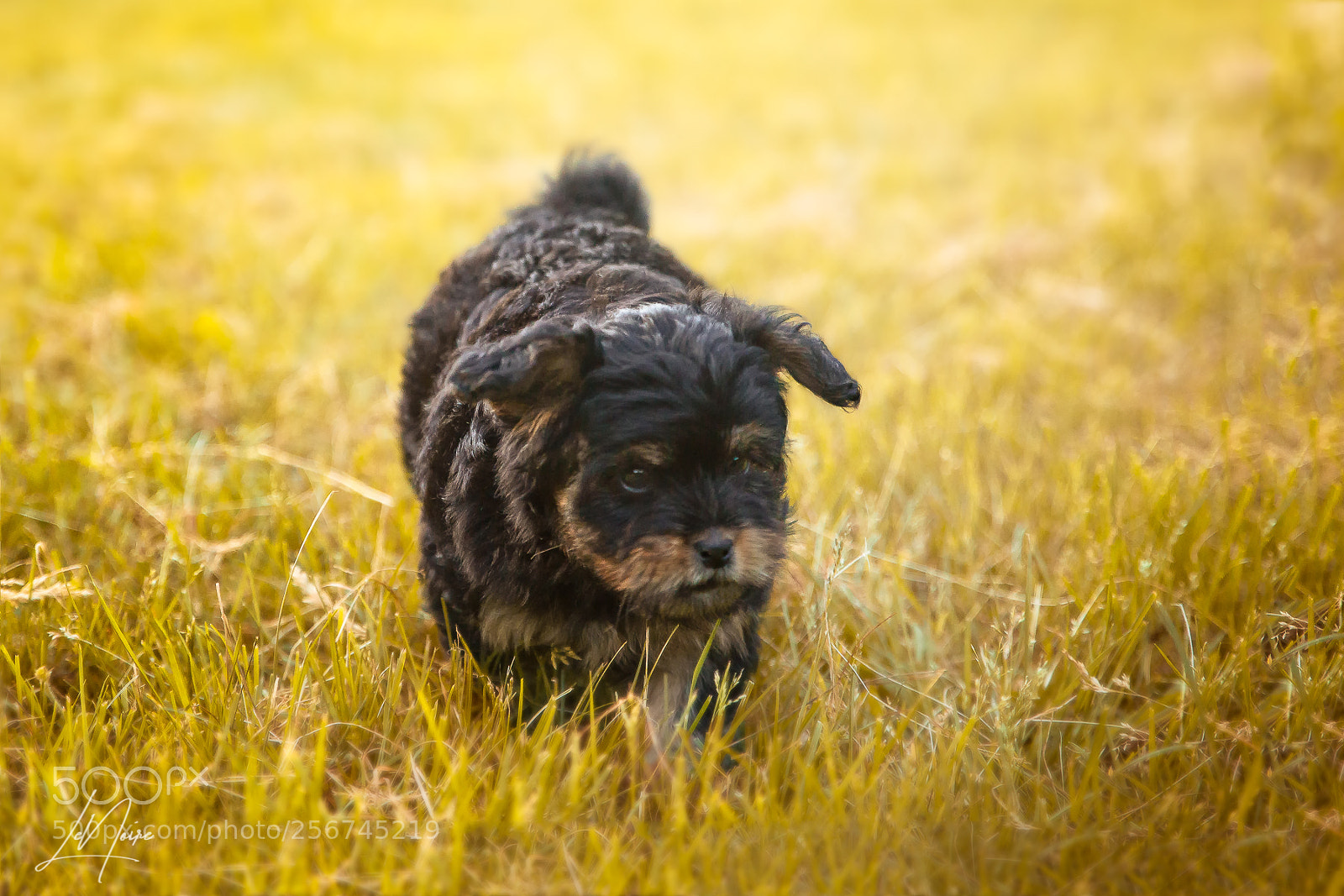 Canon EOS 6D sample photo. Puppy on the go photography