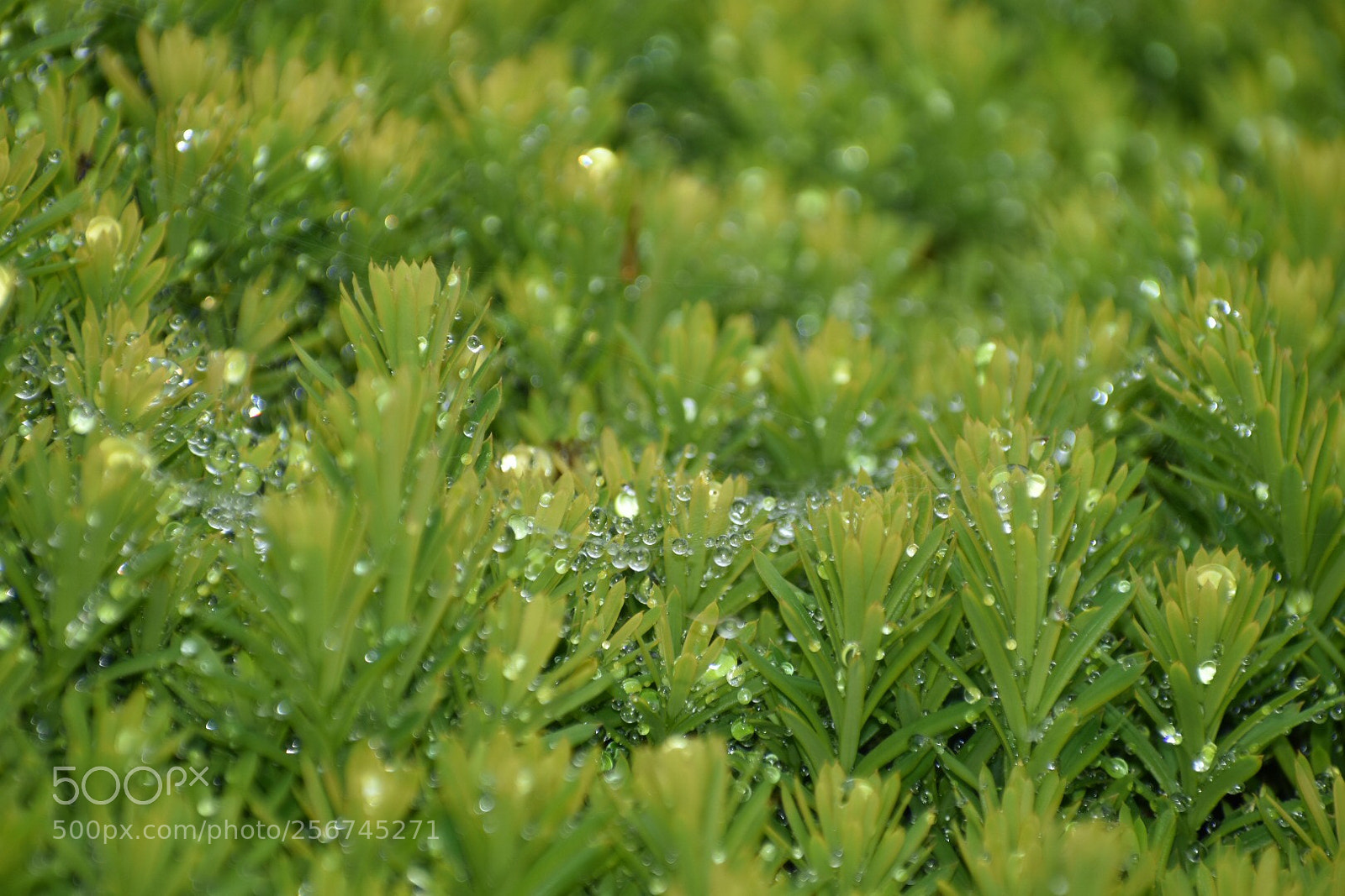 Nikon D3400 sample photo. After the rain  photography