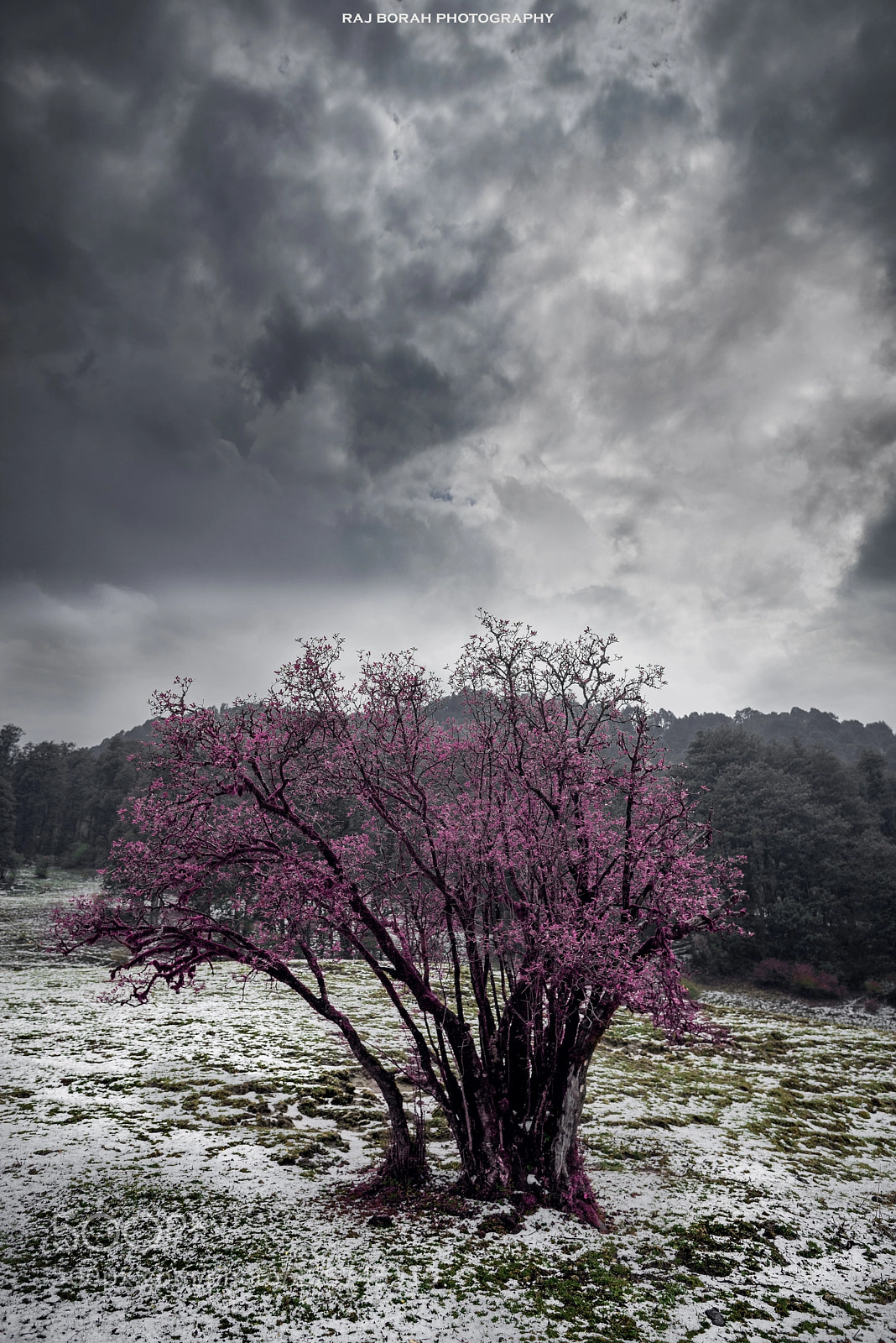 Nikon D750 sample photo. Lonely tree photography