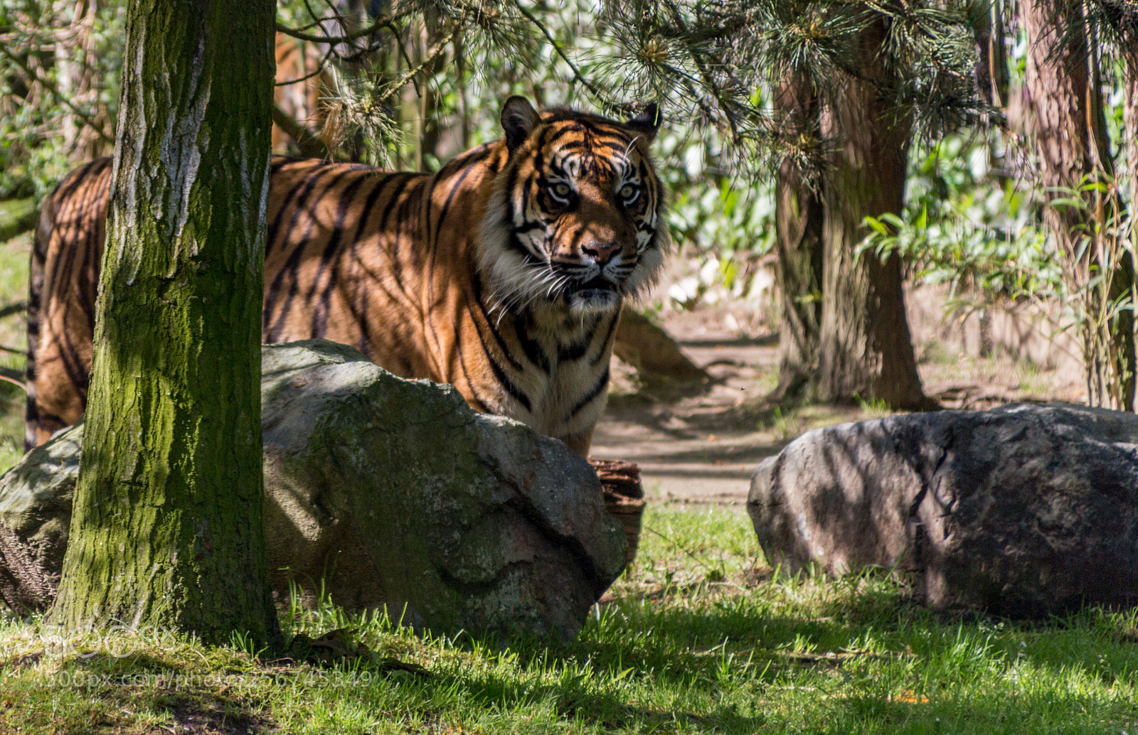 Canon EOS 100D (EOS Rebel SL1 / EOS Kiss X7) sample photo. Tigre photography
