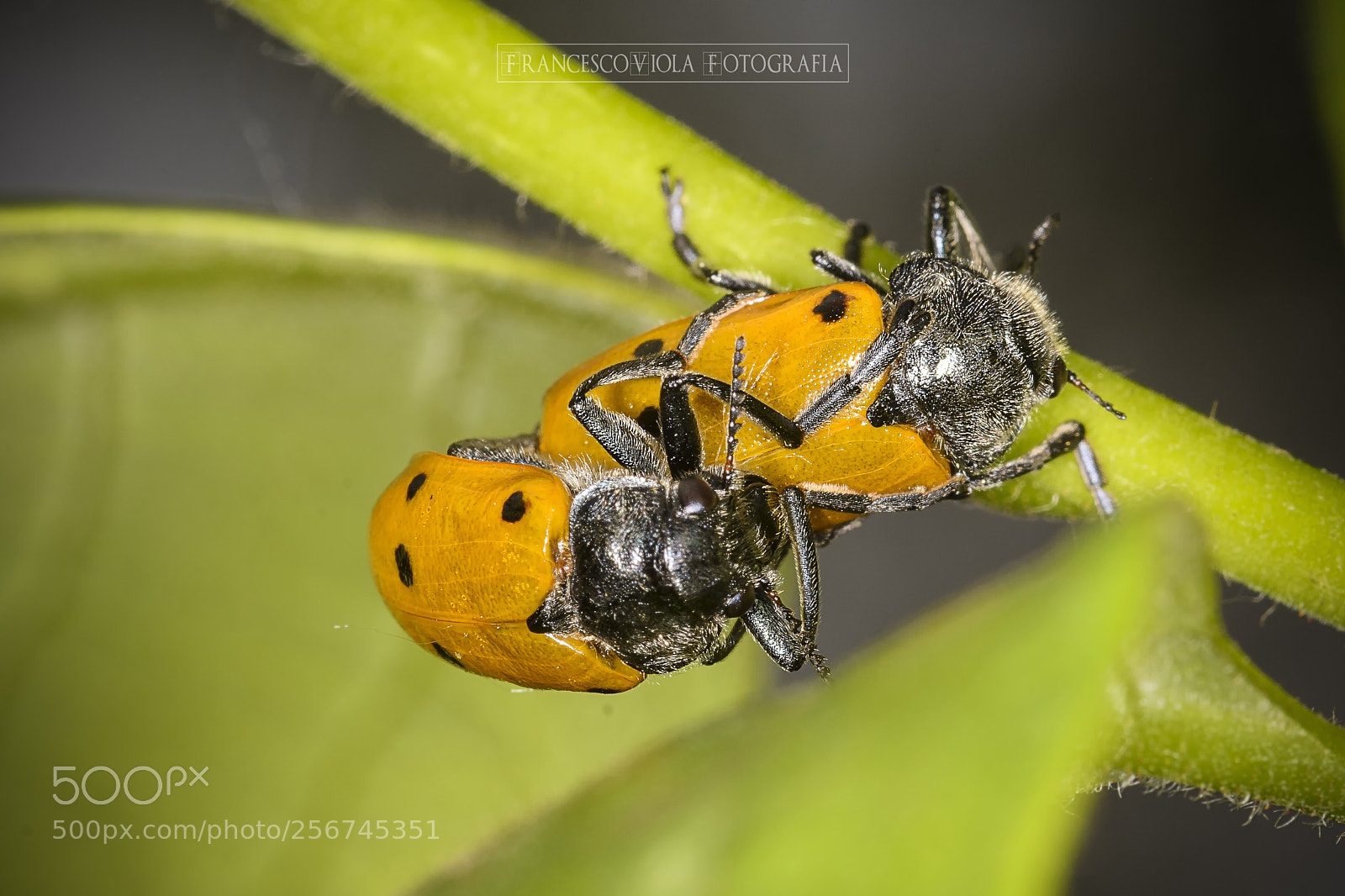 Nikon D7100 sample photo. Beetles in love photography