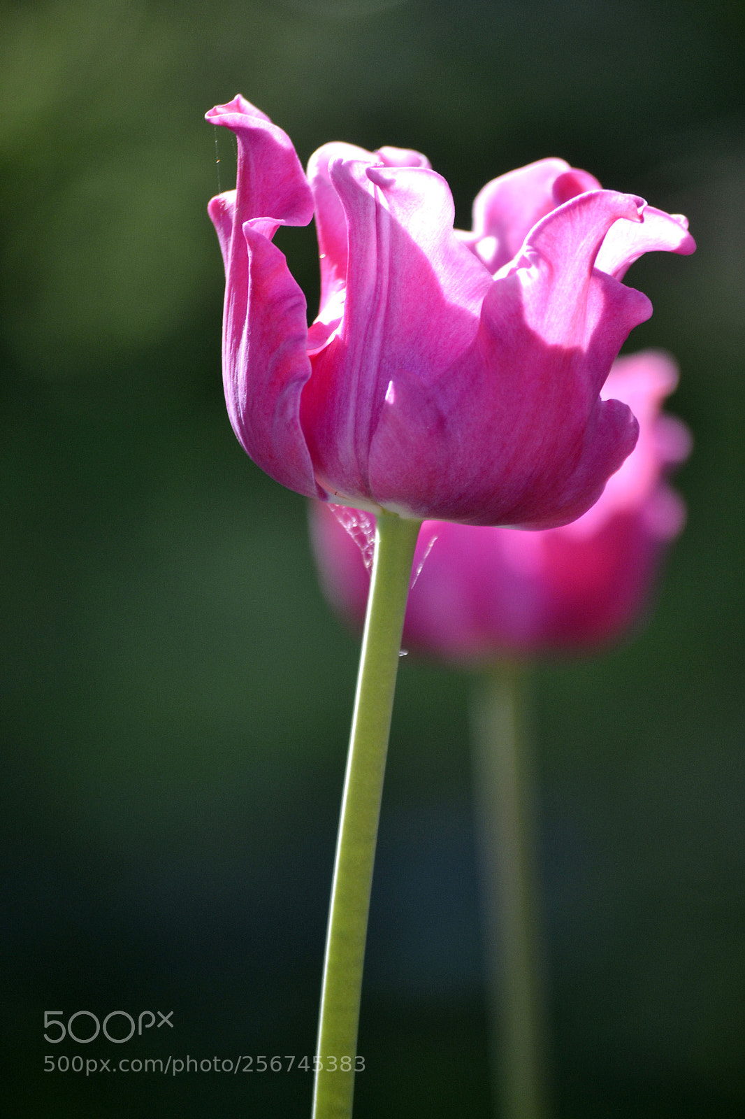 Nikon D3100 sample photo. Tulipa sp. photography