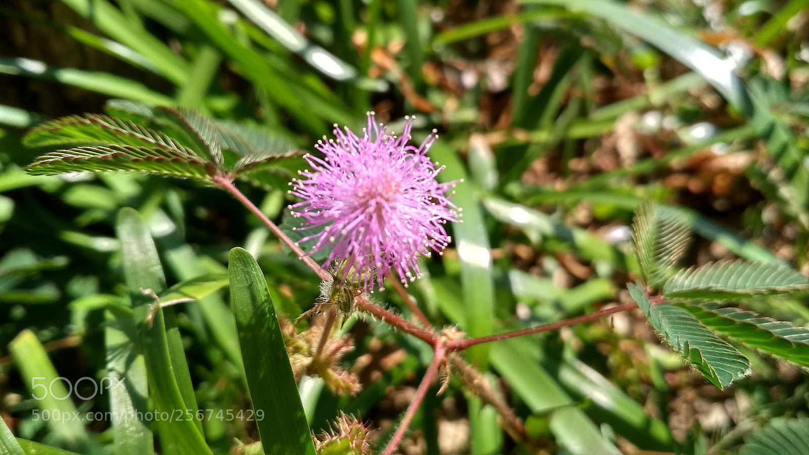 Xiaomi Redmi 4X sample photo. Untitled photography
