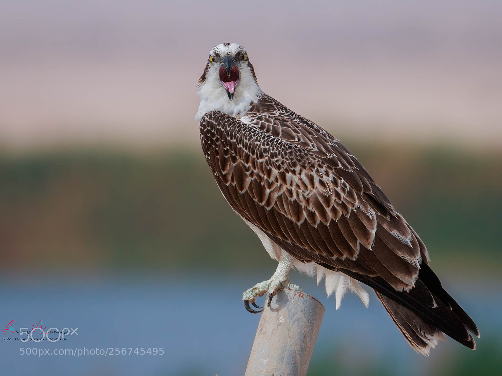 Canon EOS 70D sample photo. Osprey photography