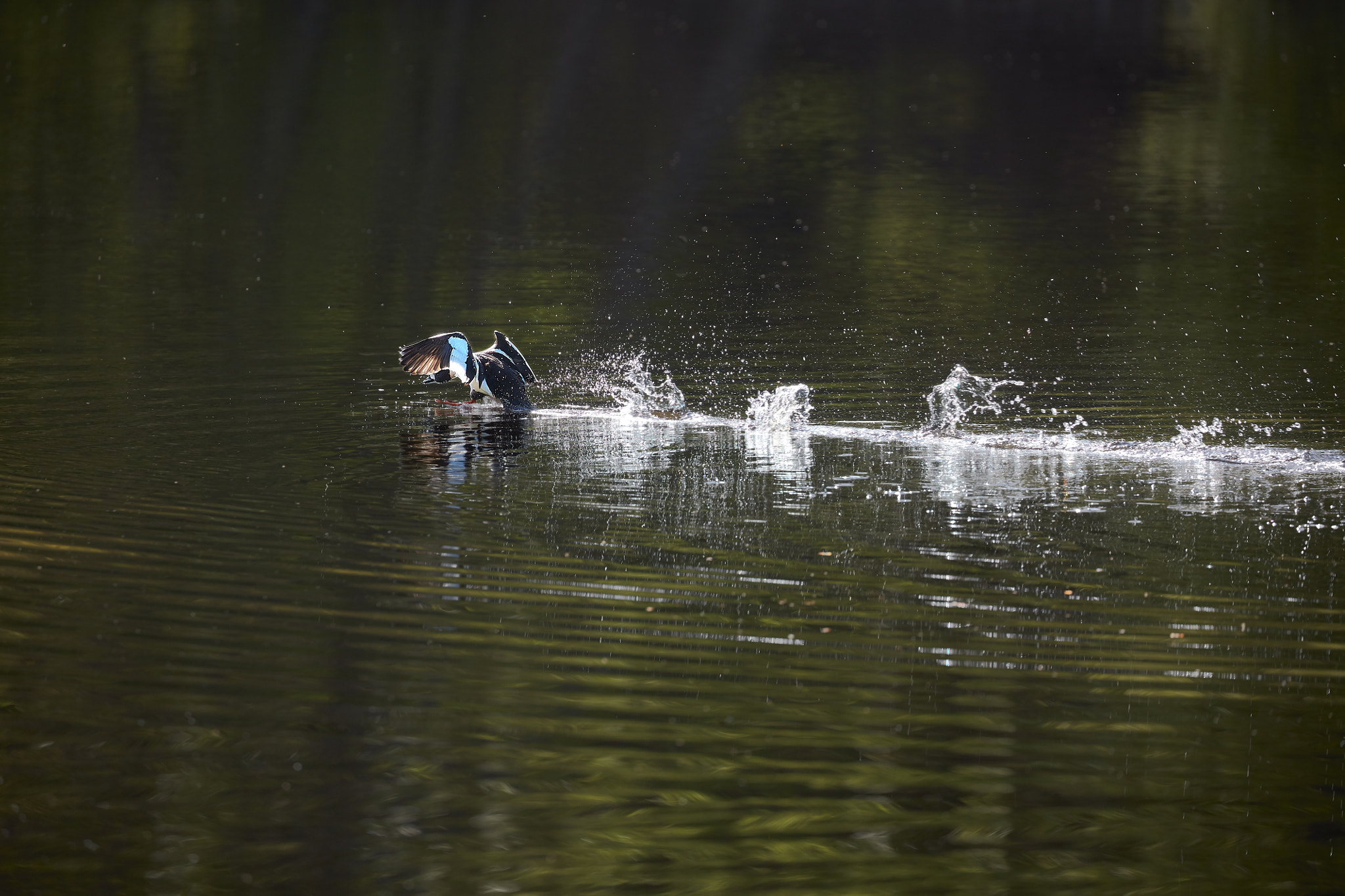 Canon EF 100-400mm F4.5-5.6L IS II USM sample photo. Territorial duck photography