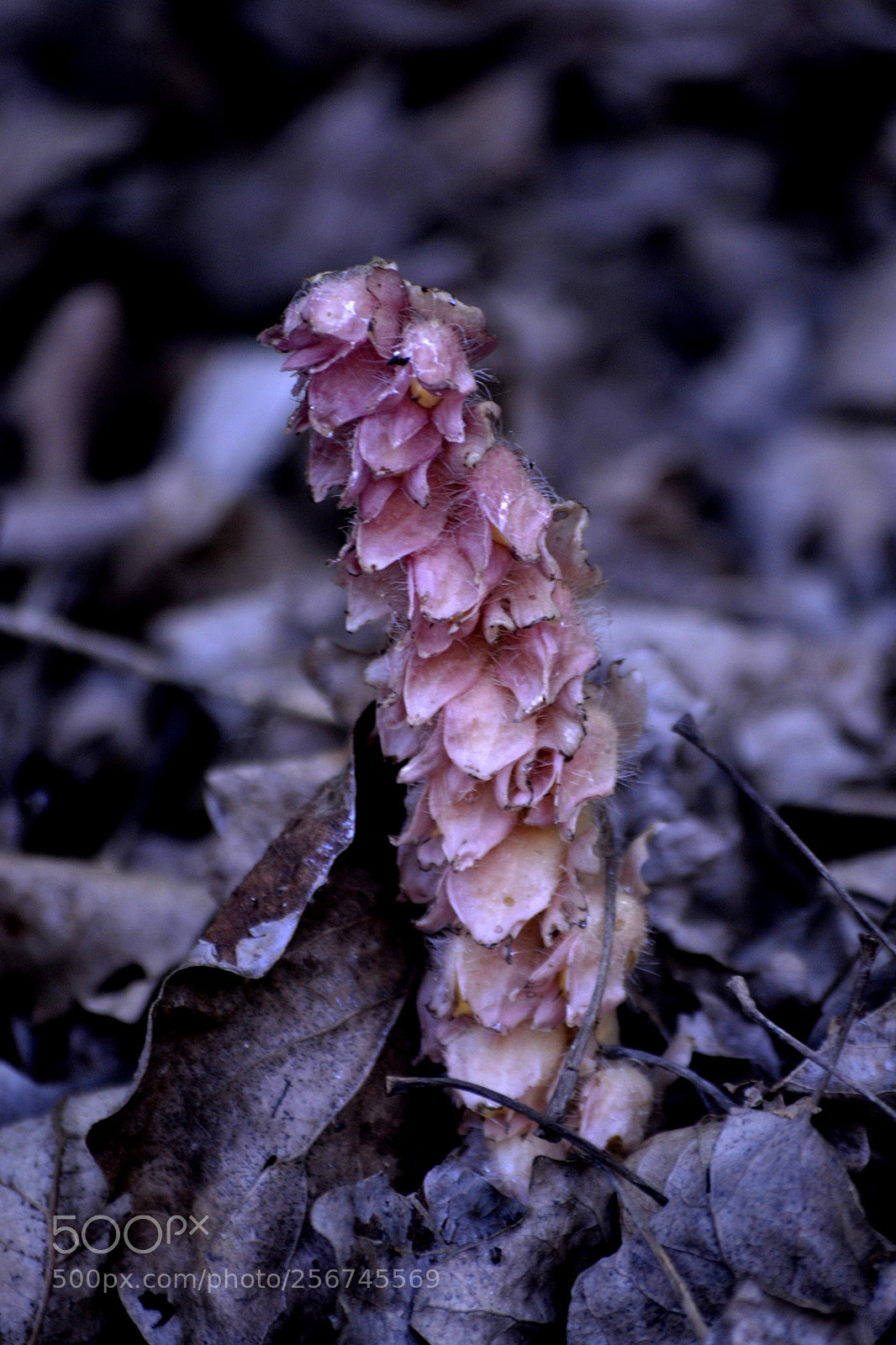 Nikon D3100 sample photo. Lathraea squamaria photography