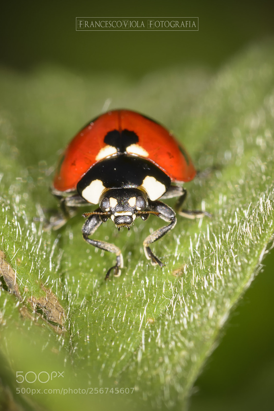 Nikon D7100 sample photo. Ladybug photography