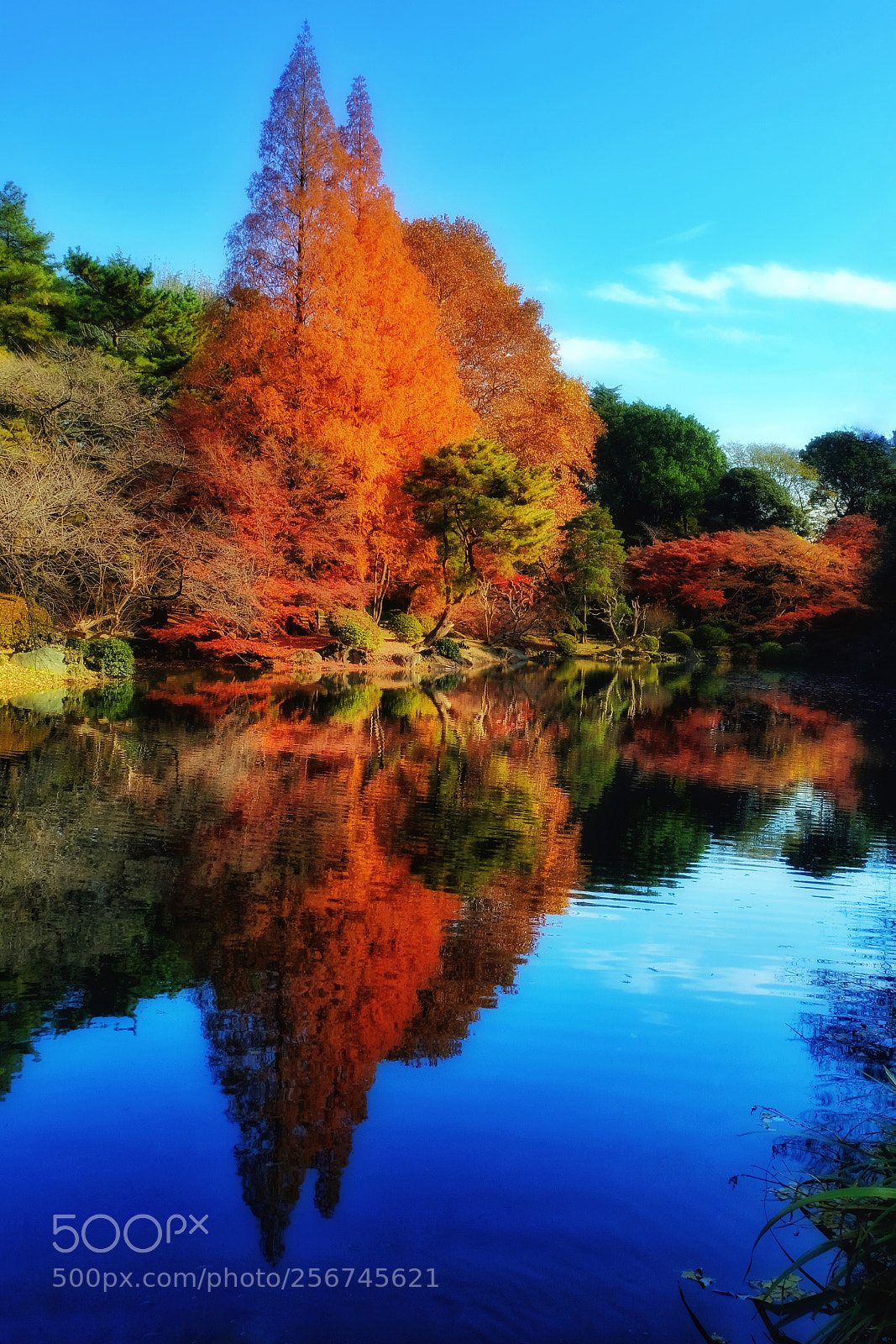 Fujifilm X-T2 sample photo. Autumn in tokyo photography