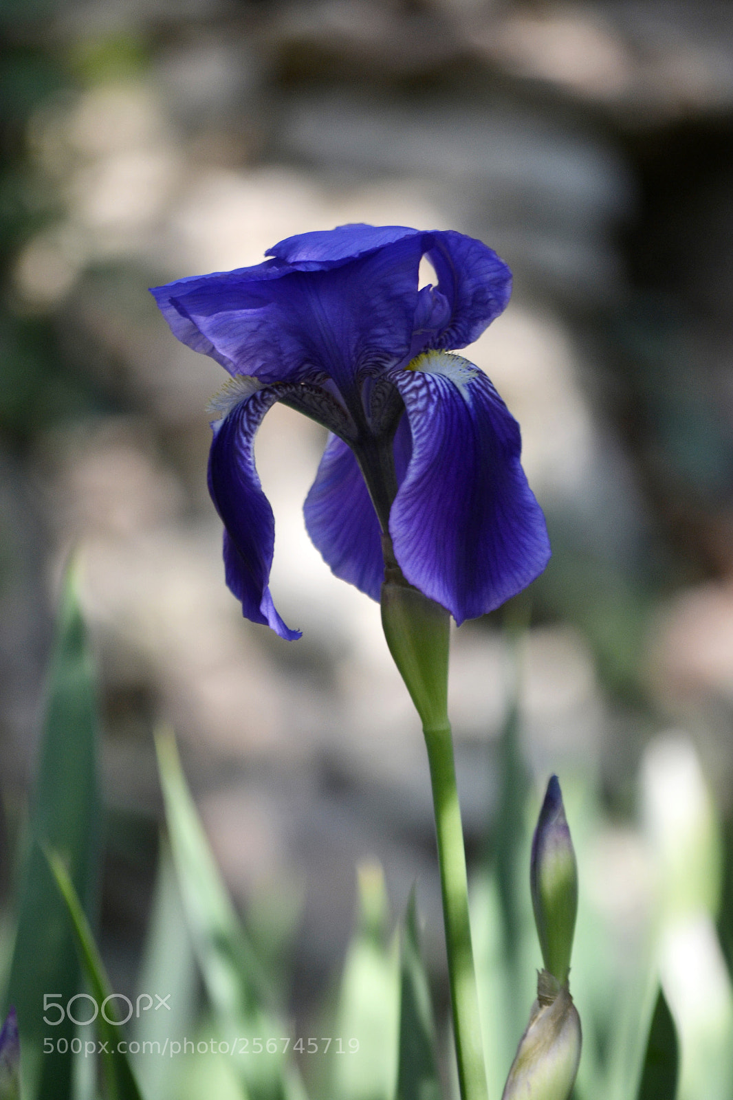 Nikon D3100 sample photo. Iris aphylla photography