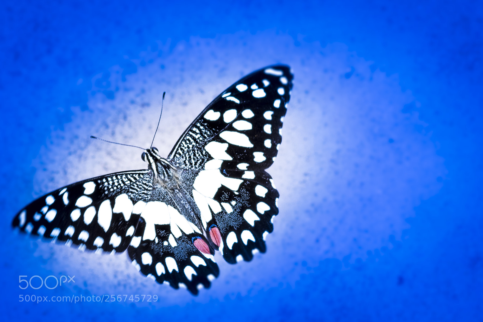 Nikon D750 sample photo. Blue beauty photography