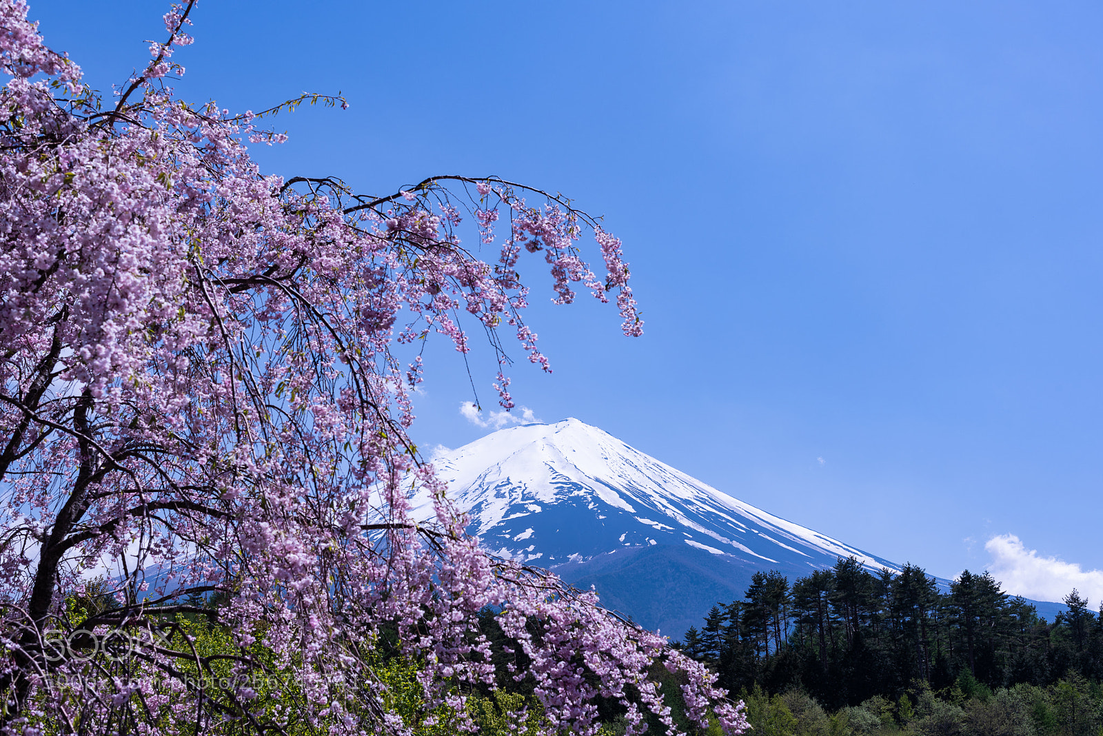 Nikon D750 sample photo. Fuji with cherry blossom photography