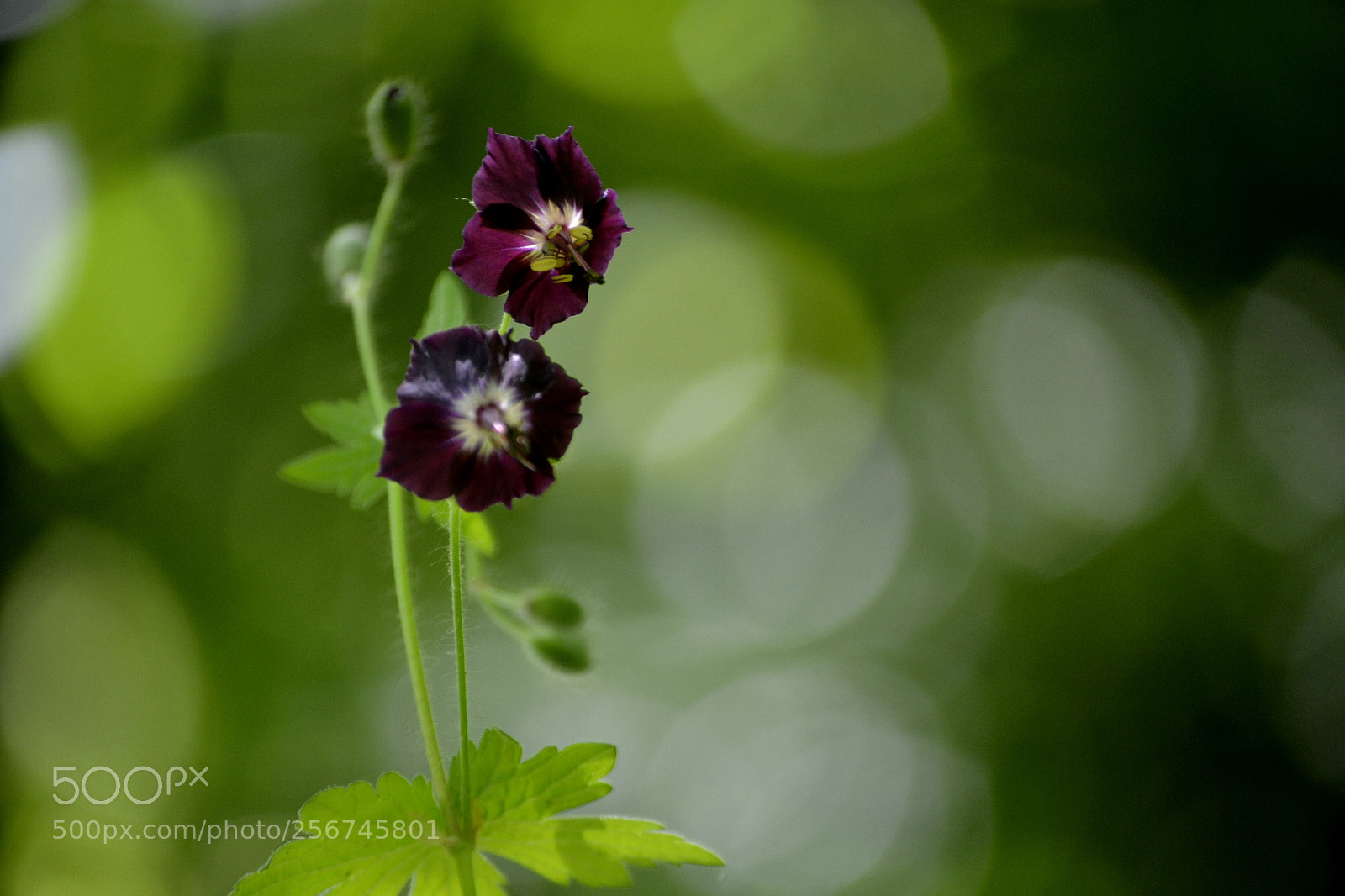 Nikon D3100 sample photo. Geranium phaeum photography