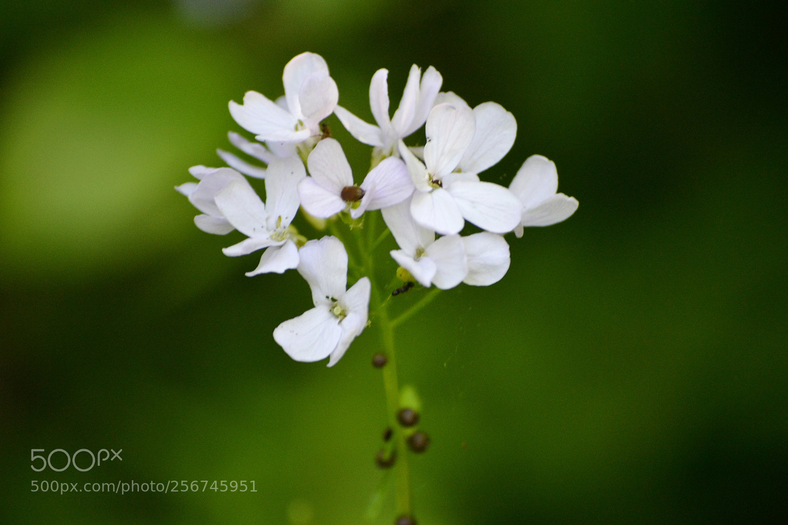 Nikon D3100 sample photo. Cardamine bulbifera photography