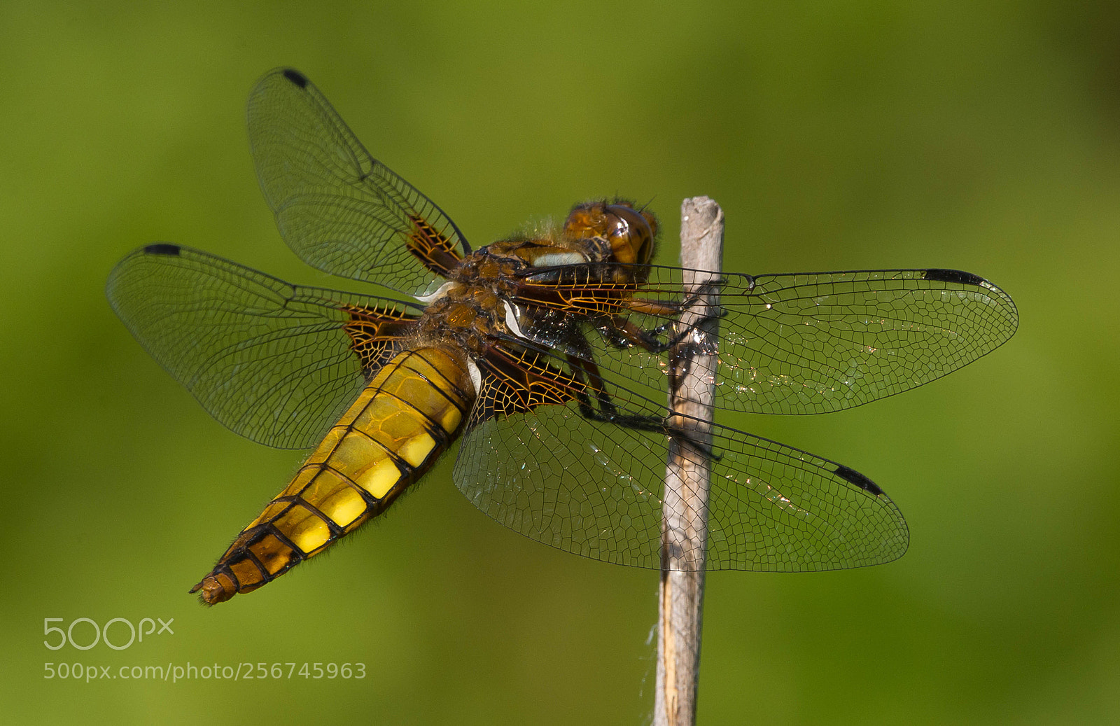Nikon D7100 sample photo. Laposhasú acsa  (libellula depressa) photography