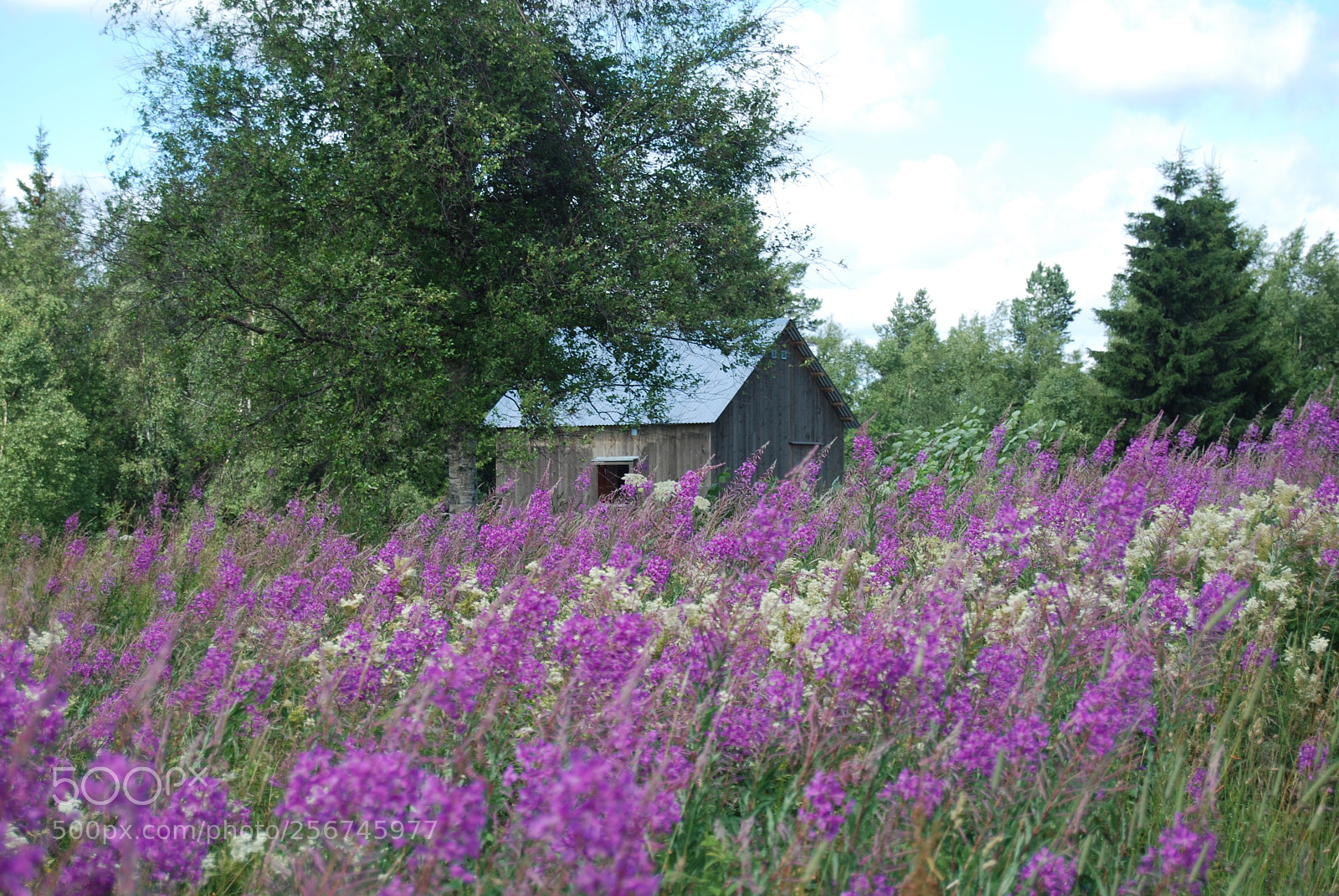 Nikon D80 sample photo. Flowering meadow photography
