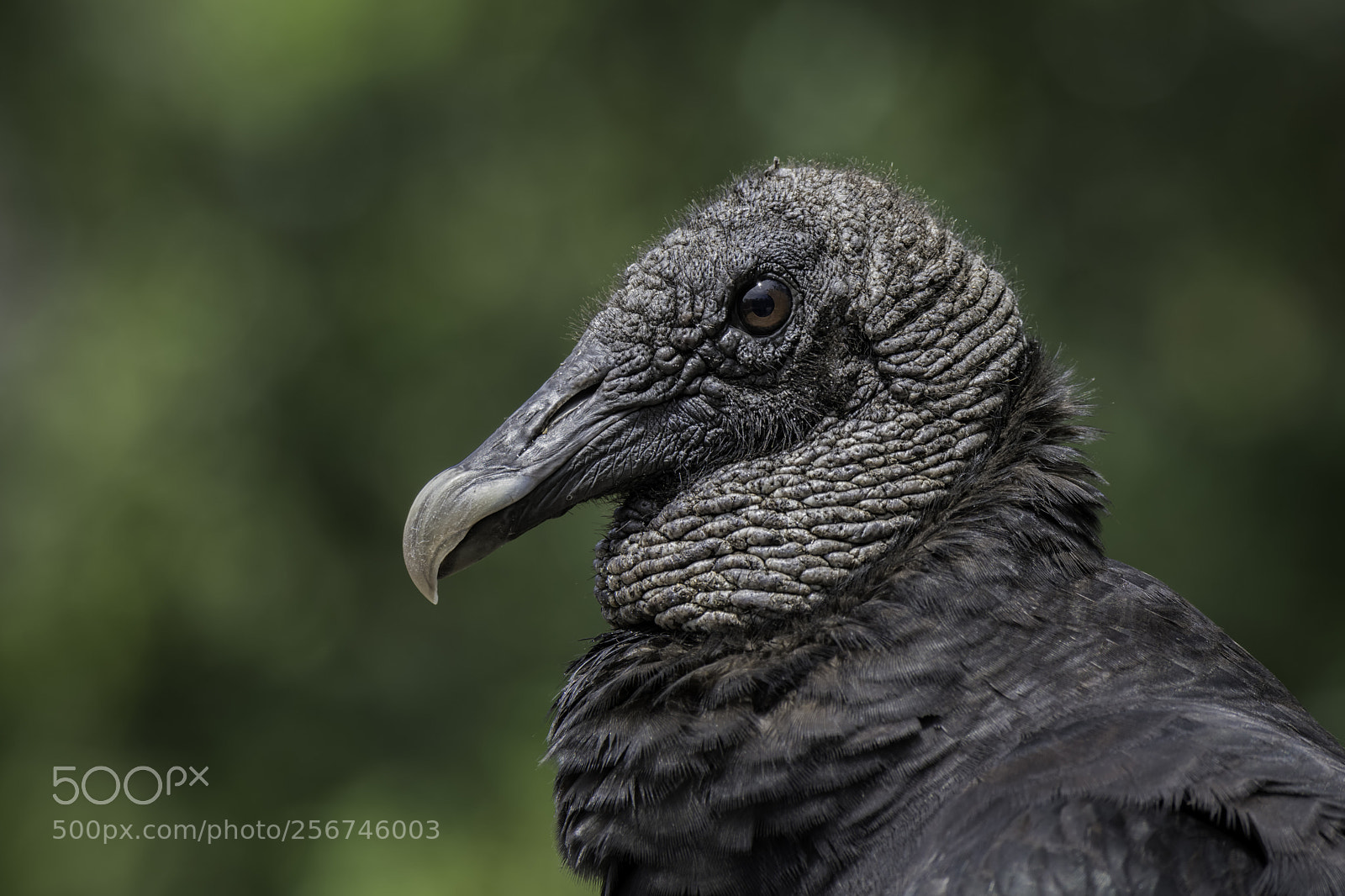 Nikon D850 sample photo. A black vulture profile photography