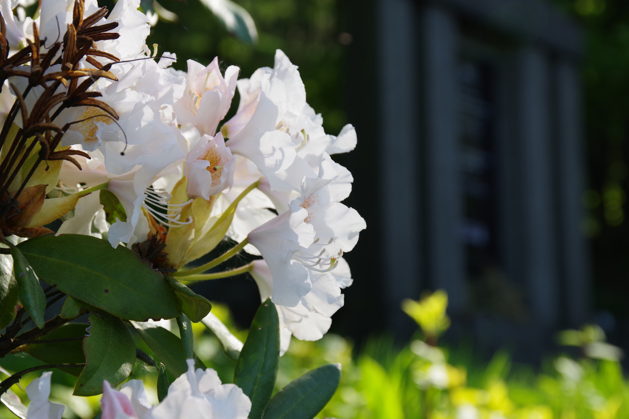 Pentax K-70 sample photo. Flower in graveyard photography