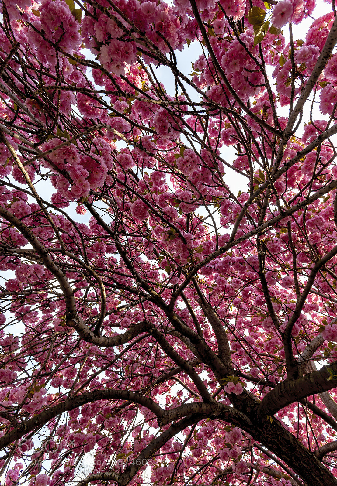 Canon EOS 5D Mark II sample photo. Cherry blossoms photography