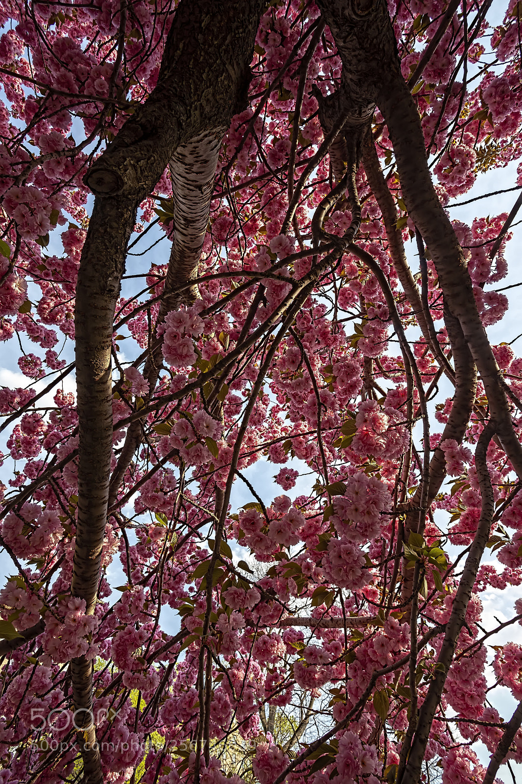 Canon EOS 5D Mark II sample photo. Cherry trees photography