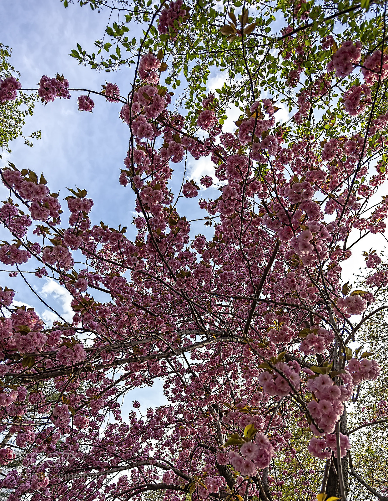 Canon EOS 5D Mark II sample photo. Cherry trees photography